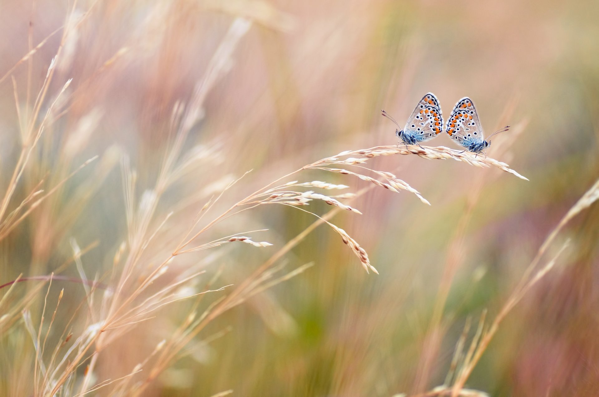 mariposas dos campo espigas macro desenfoque