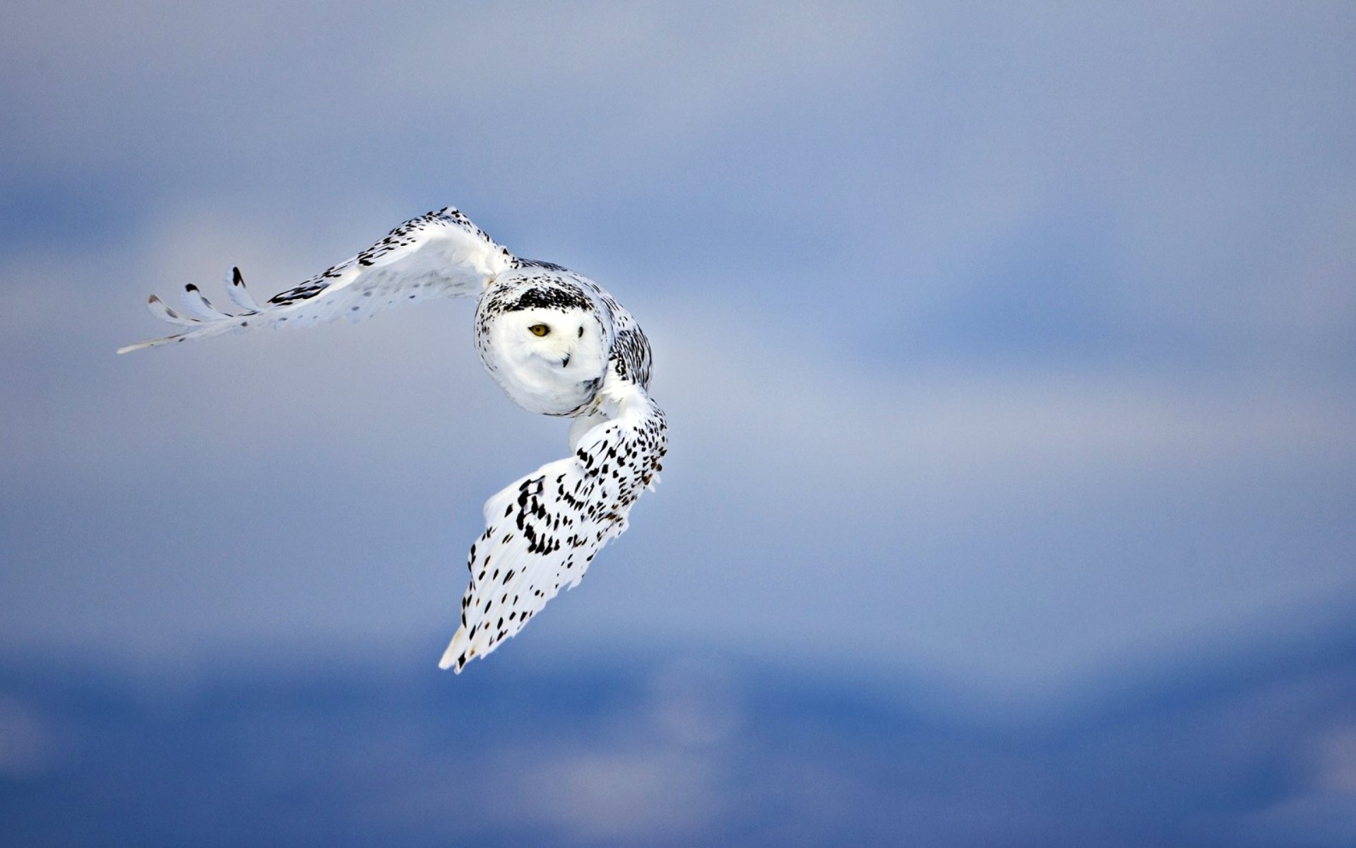 background sky poultry owl predator wings spot