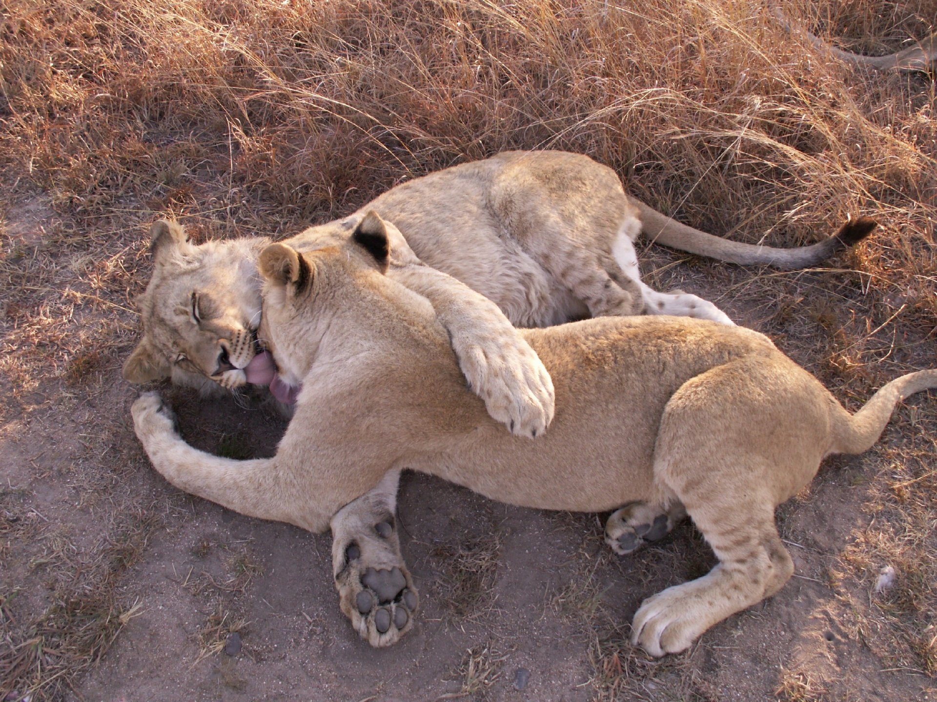 animali predatori leonessa leone zampe giochi amore