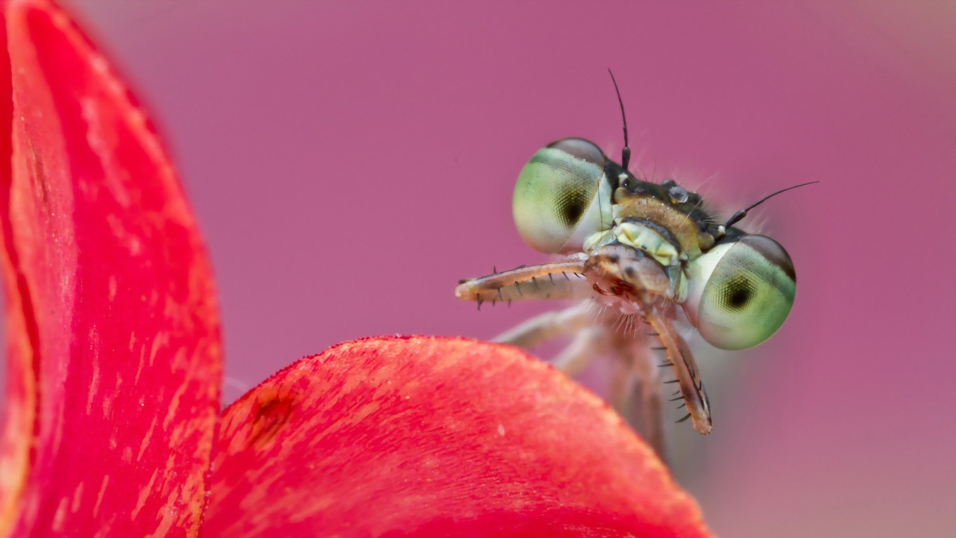 citrine forktail ischnura hastata close up