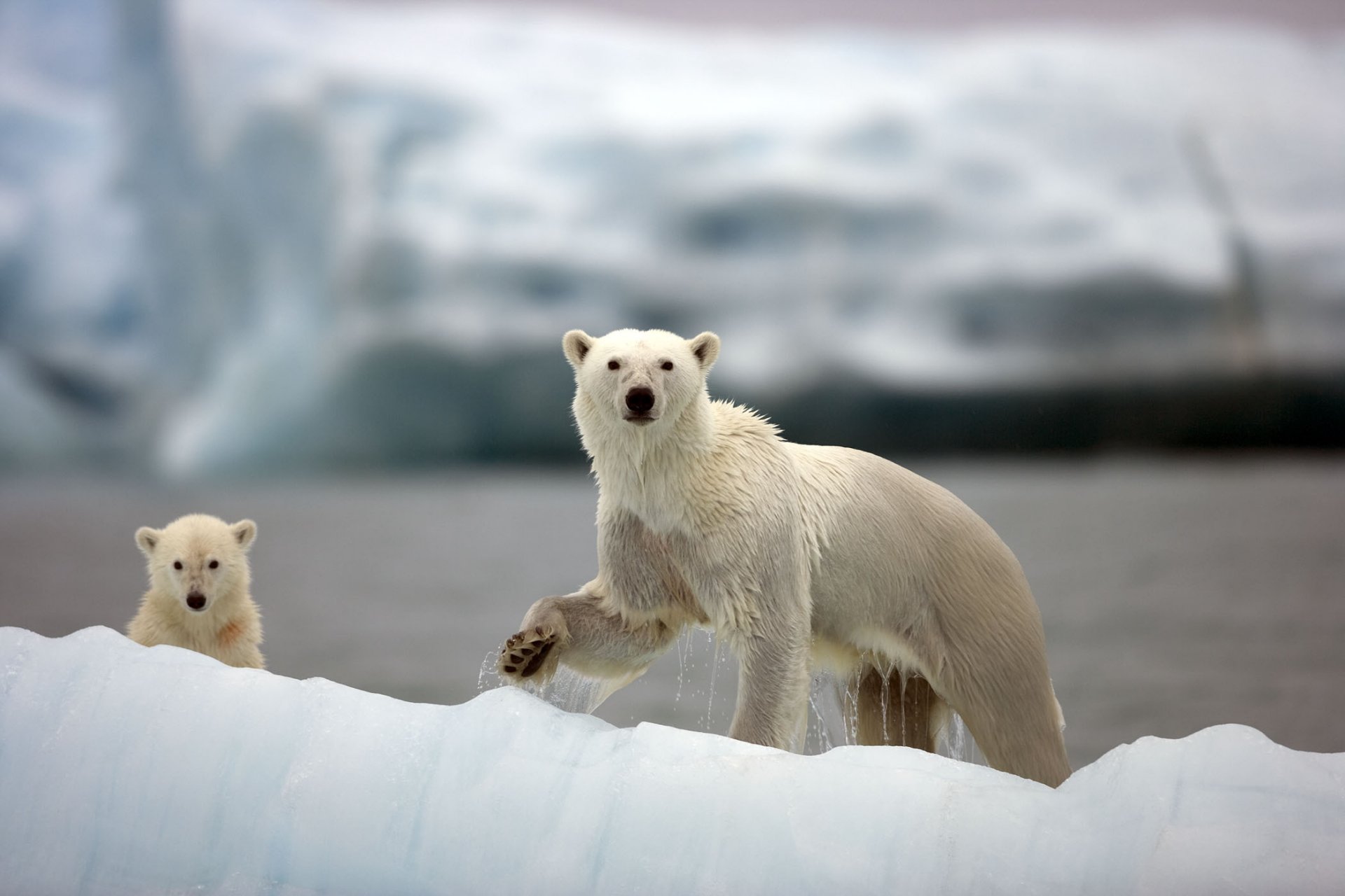 polar bears dipper bear arctic