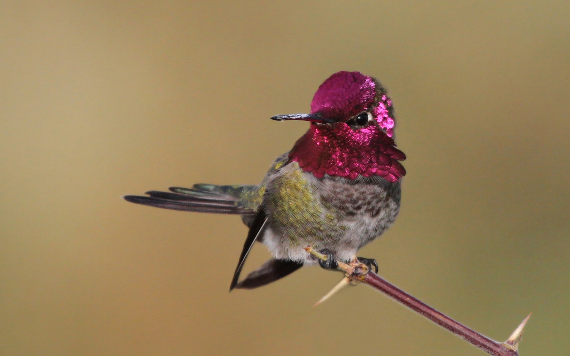 pájaro colibrí rama plumaje rosa