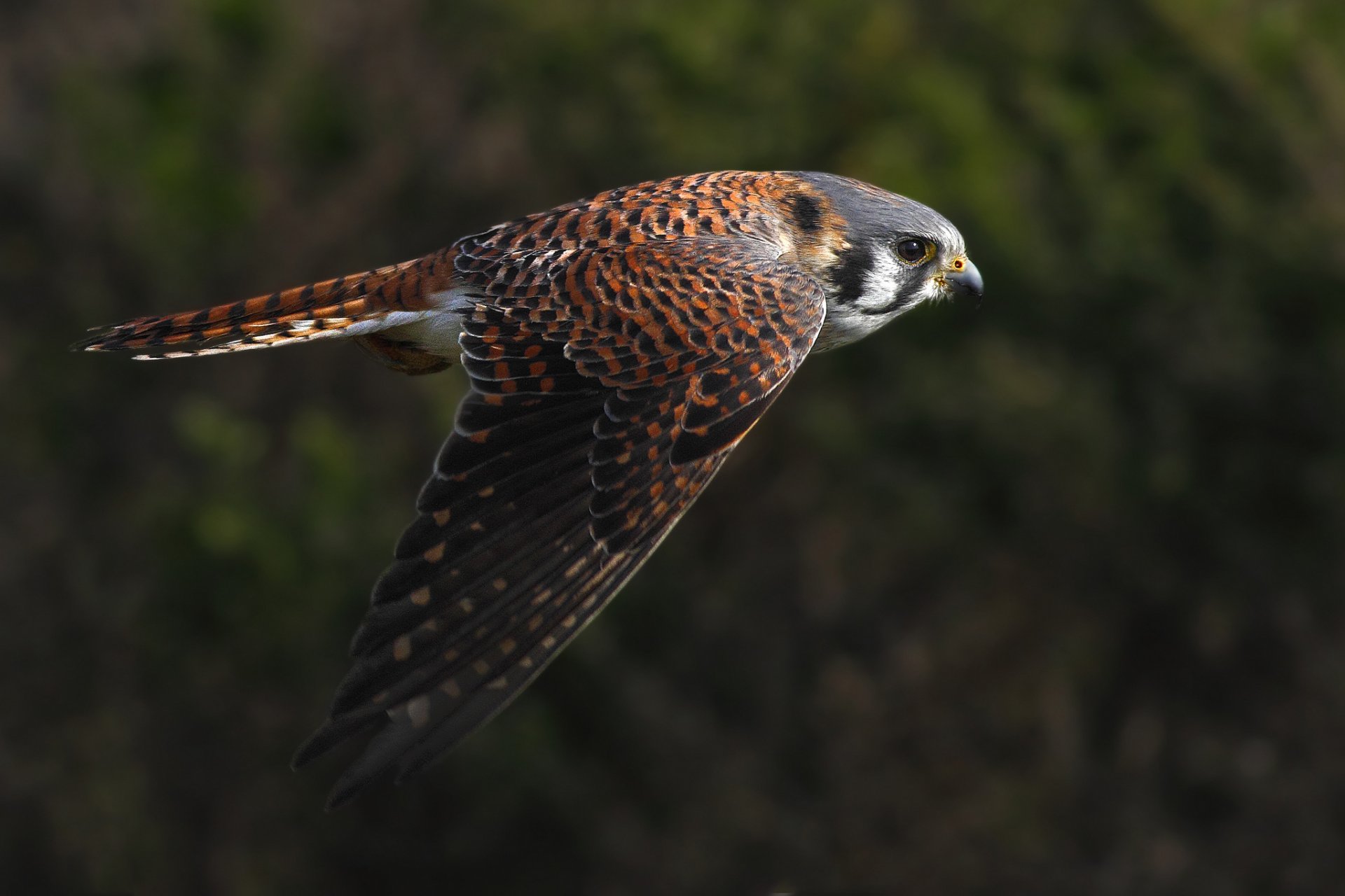 kestrel poultry flight wings wag