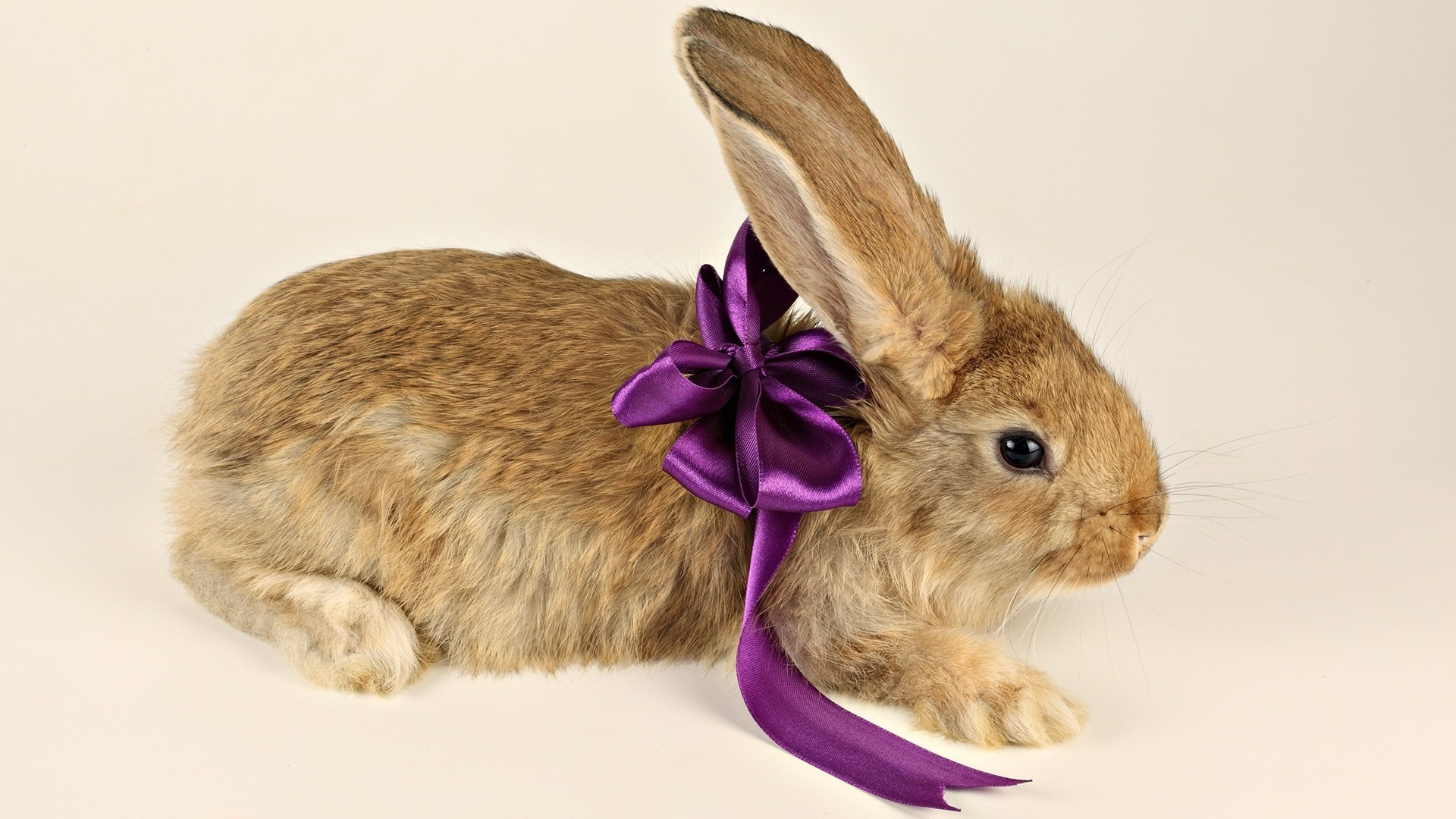 rabbit bow bow purple paws ears gift