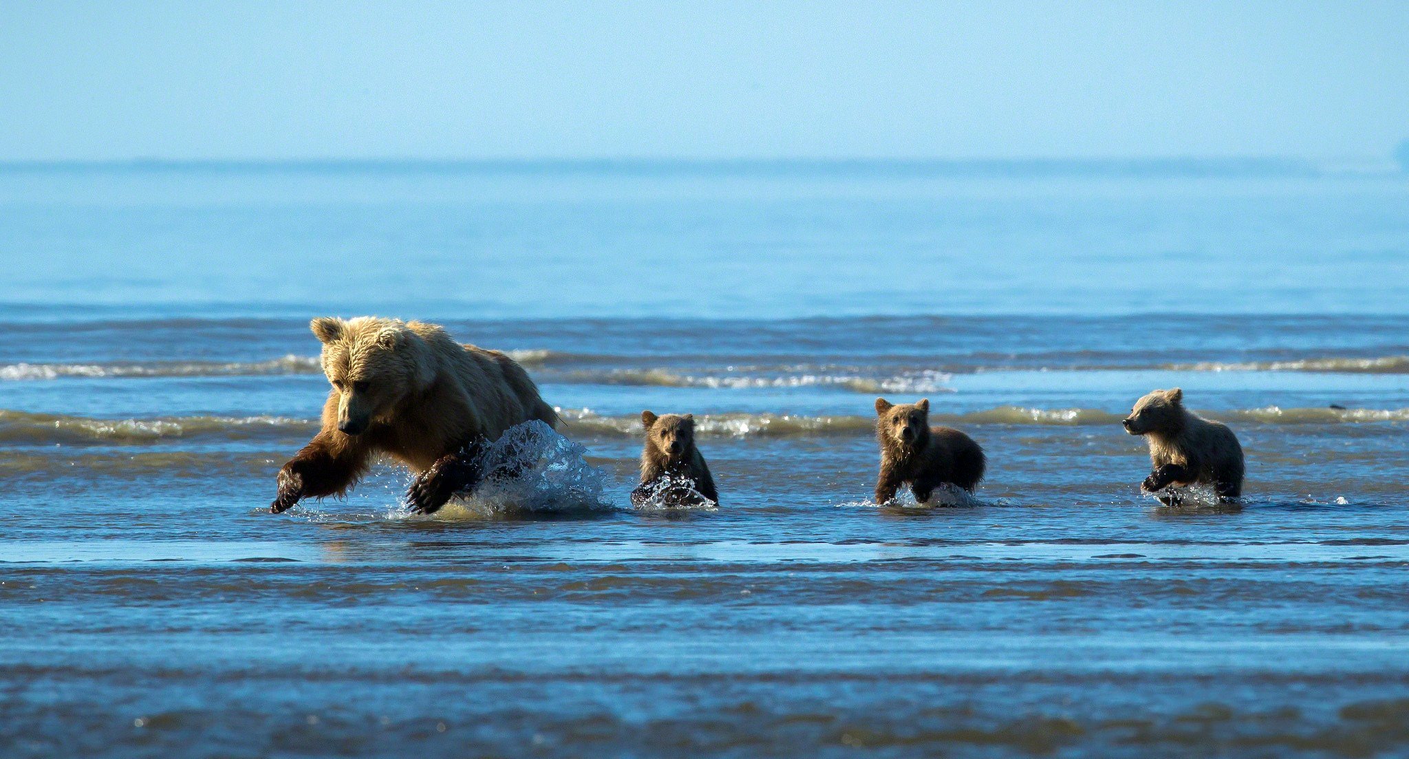 ourse eau enfants chasse pêche course gouttes éclaboussures