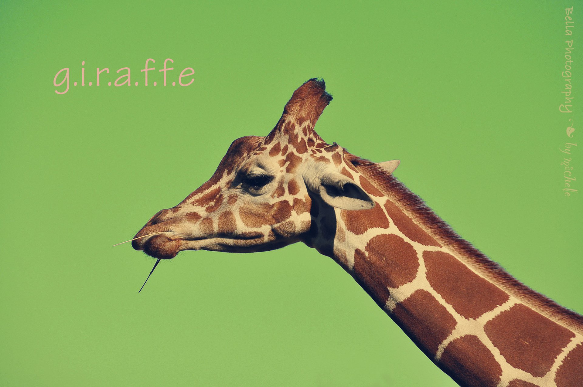 giraffe hals schnauze hintergrund inschrift