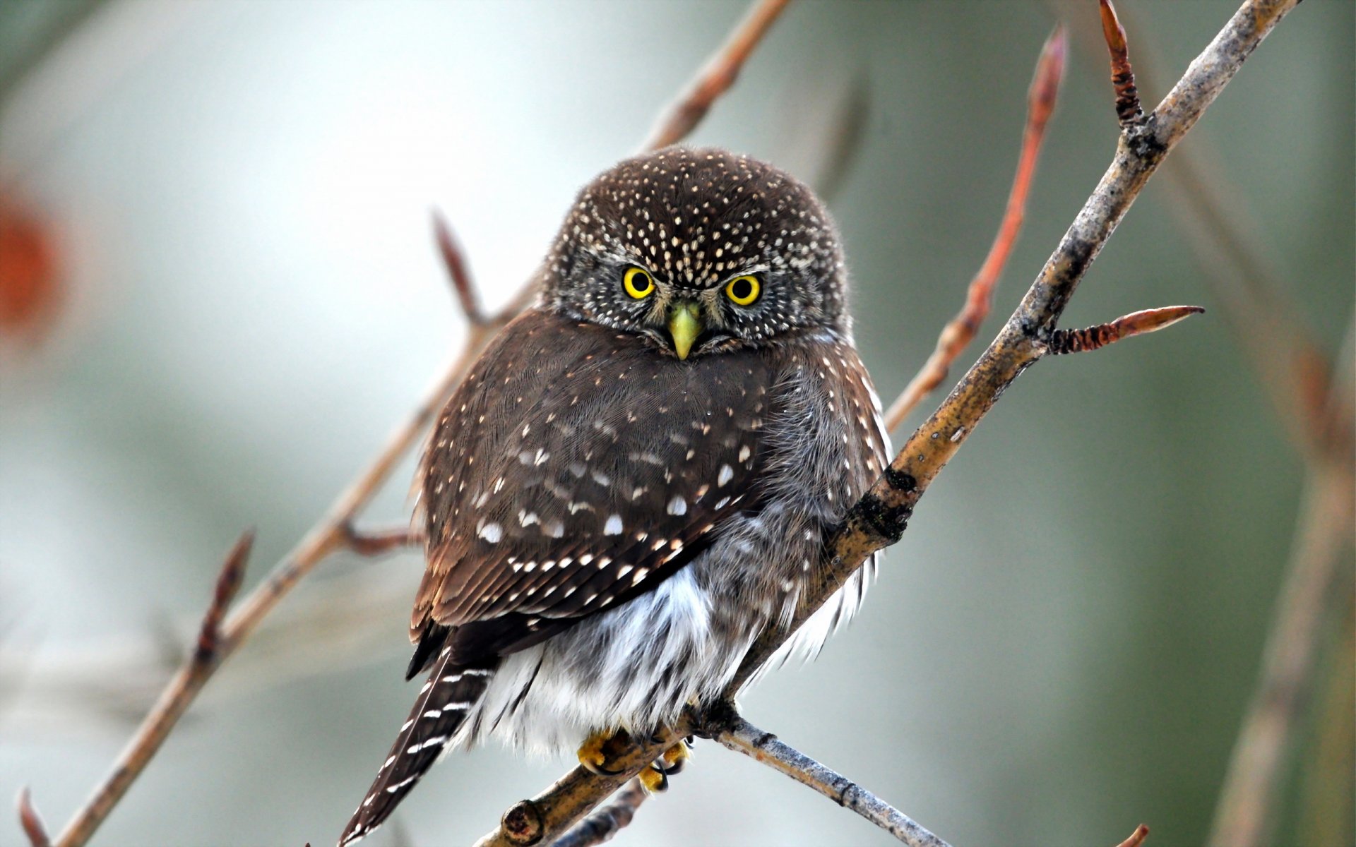 poultry owl nature