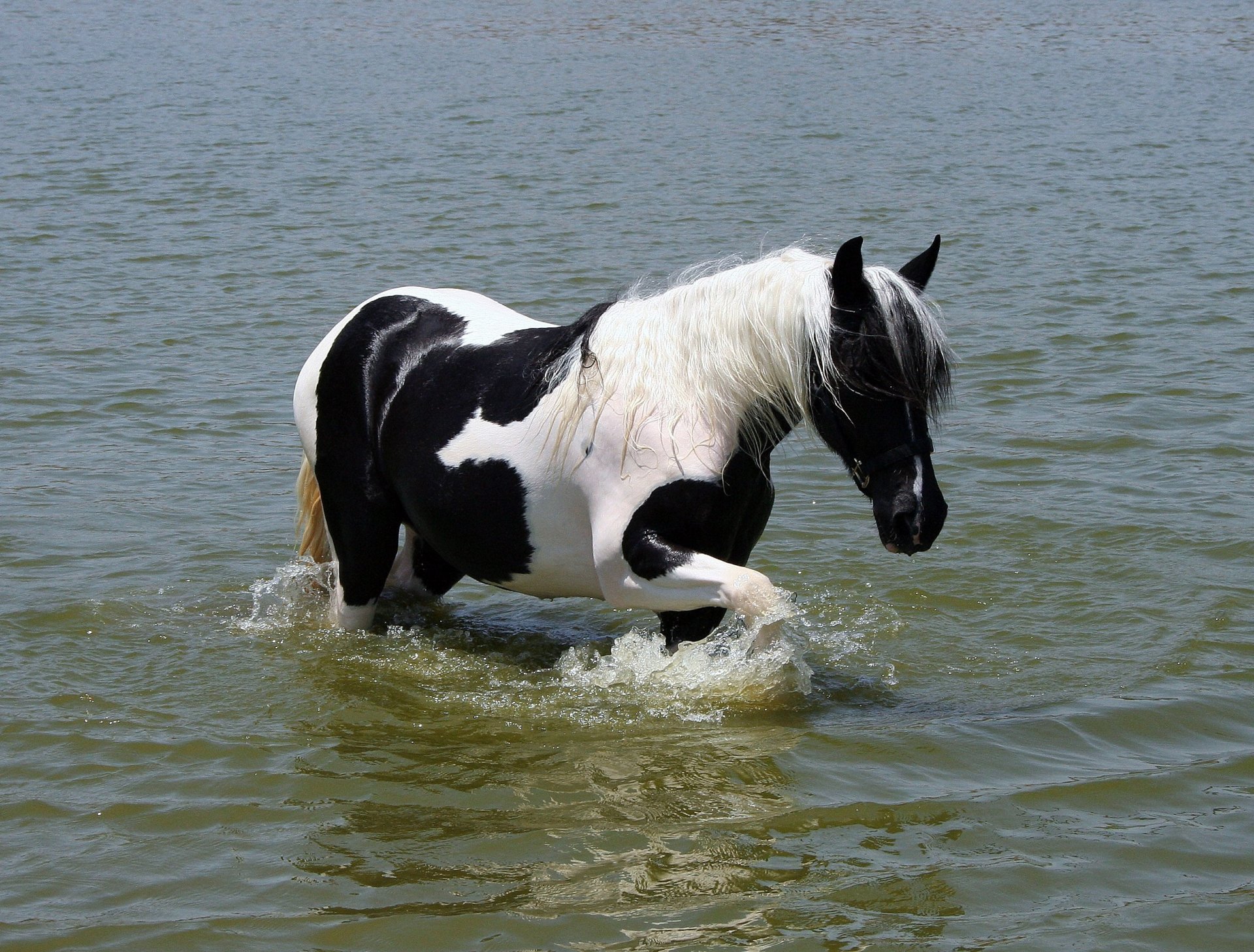 cavallo acqua criniera coda colorazione bianco