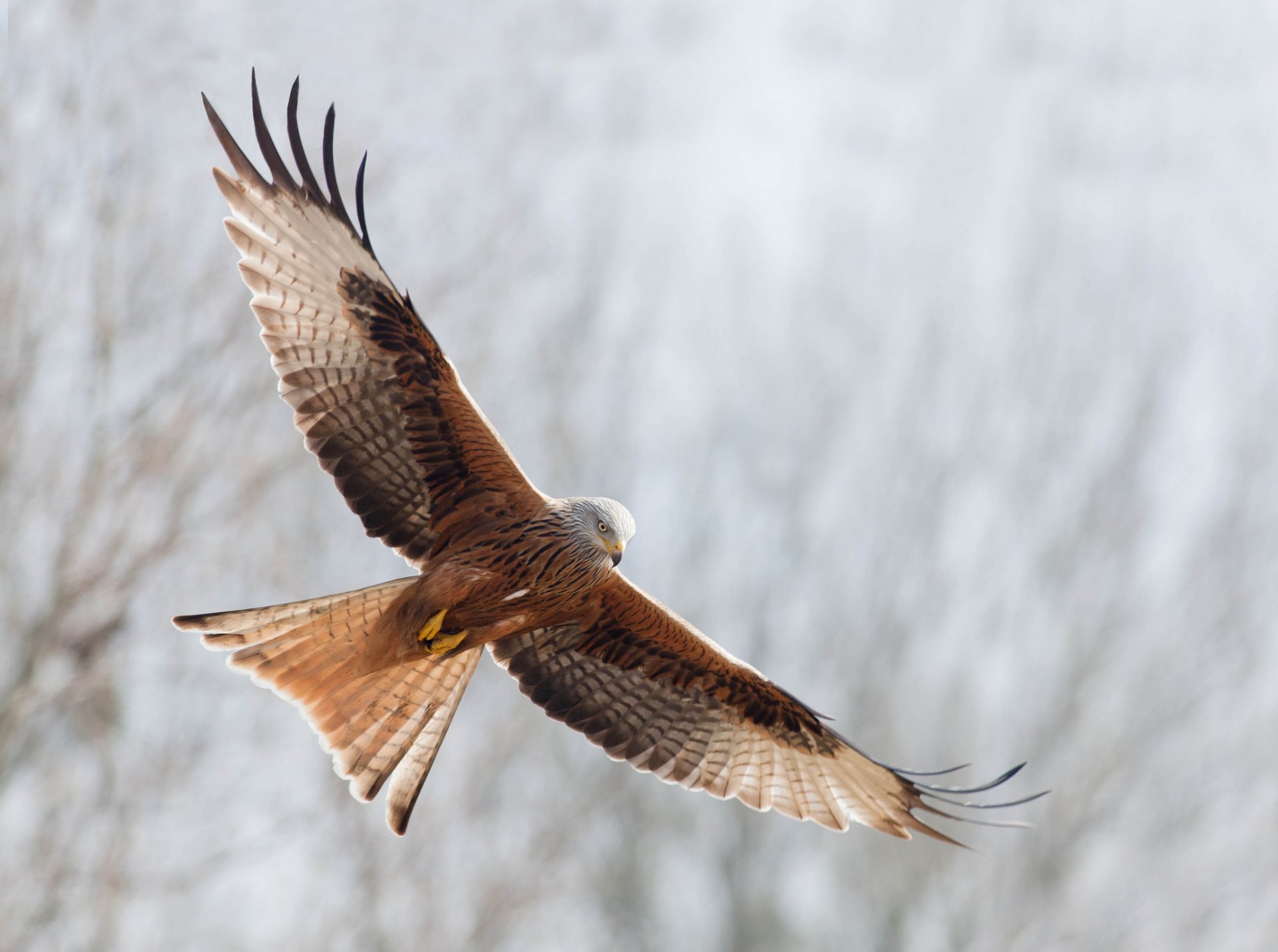 red kite poultry flight freedom wings wag