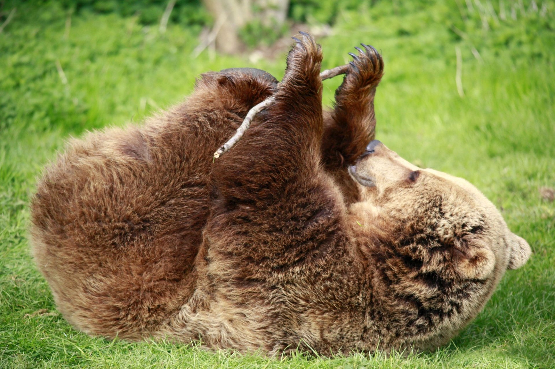 background grass brown bear feet stick