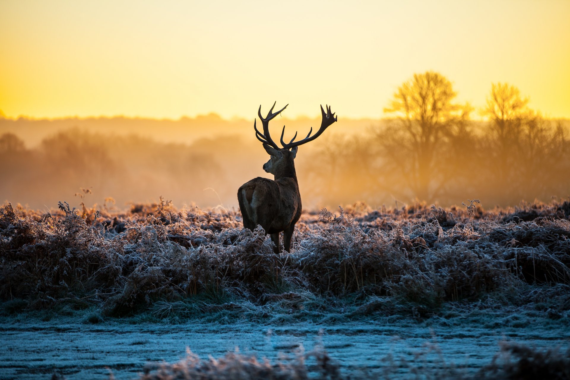 gras frost dämmerung hirsch natur