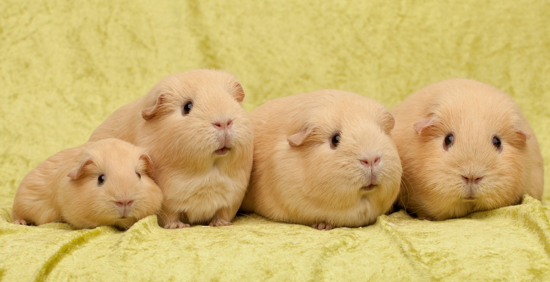 meerschweinchen familie quartett