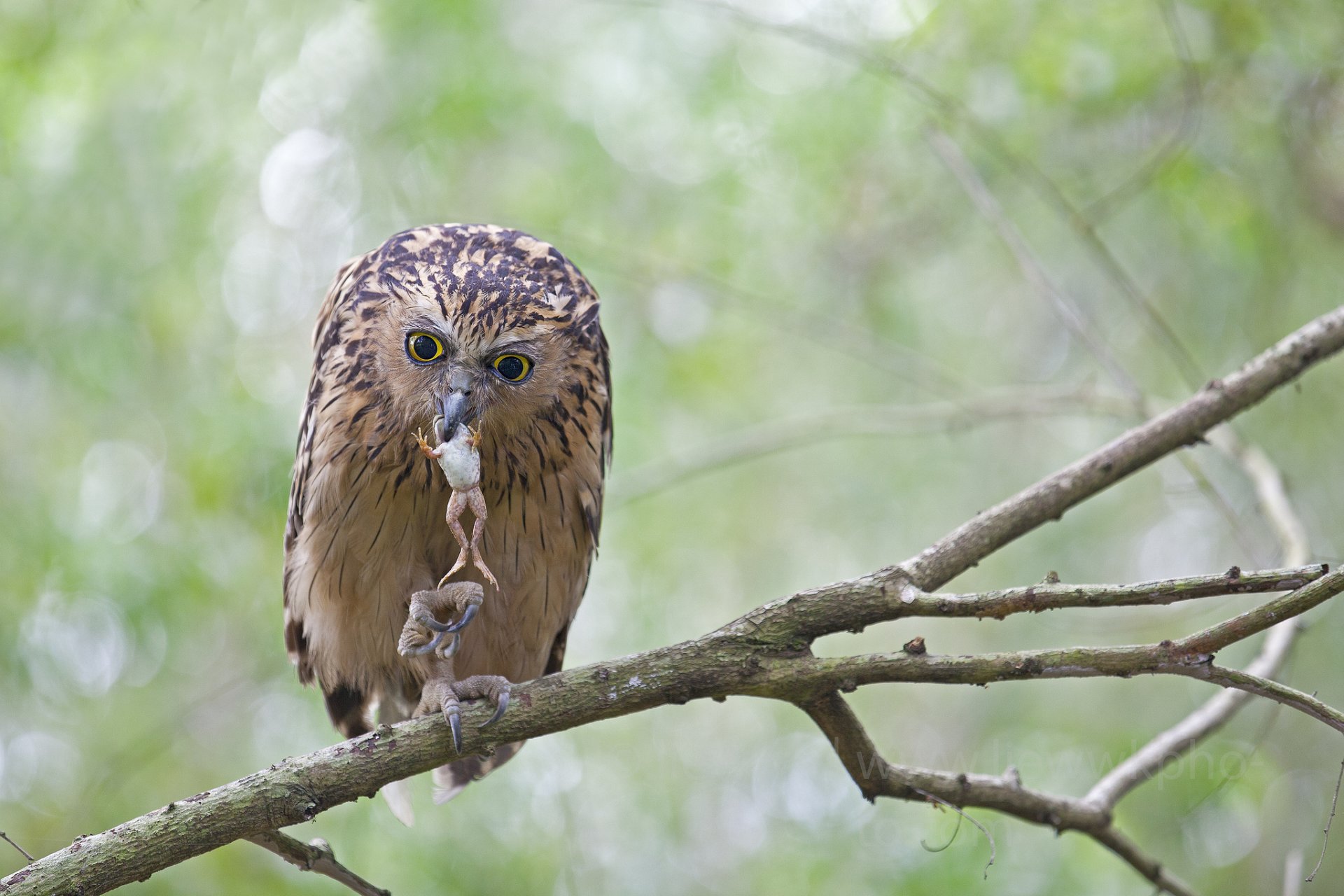 pájaro búho asesino presa rana ramas follaje árboles