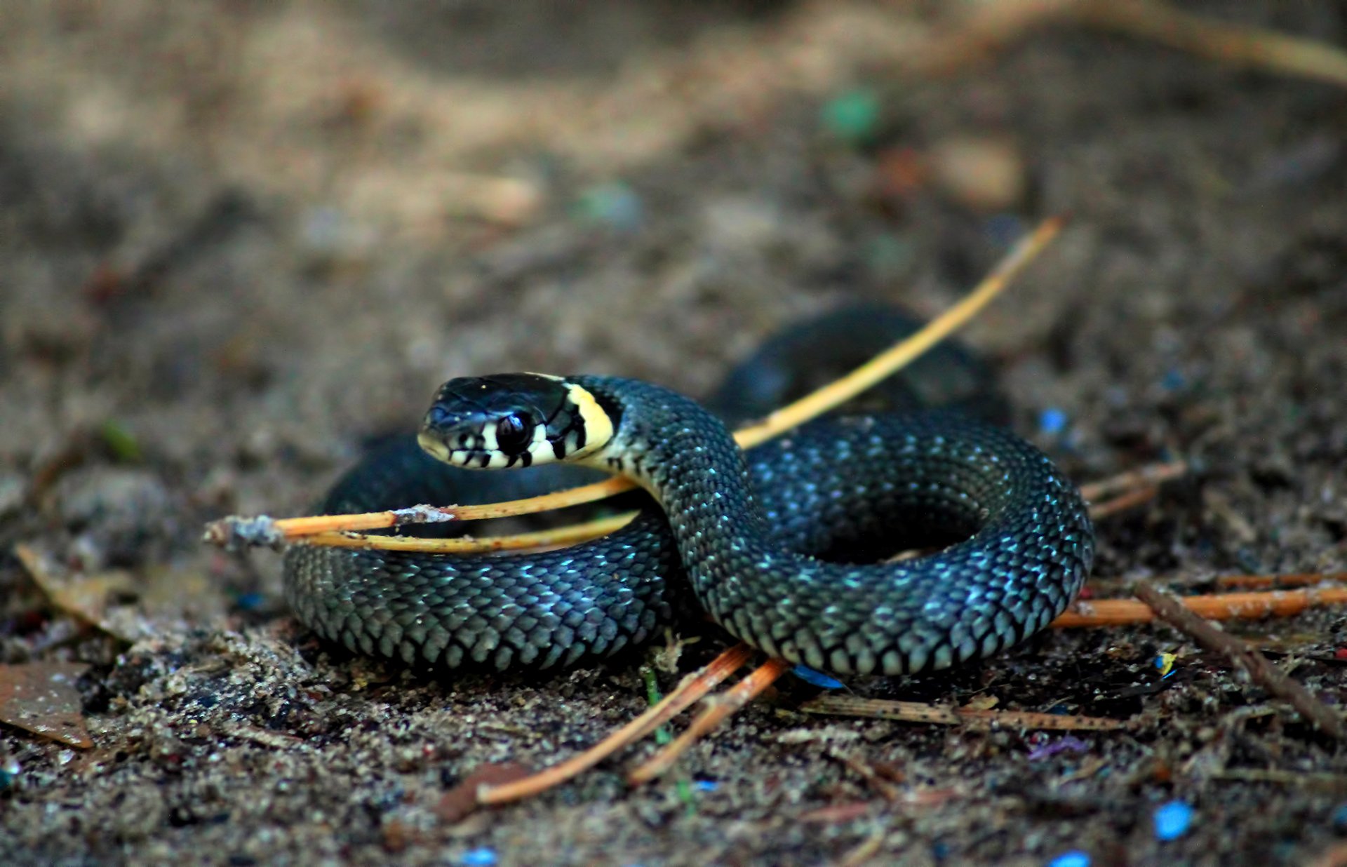 serpiente anillos escamas macro