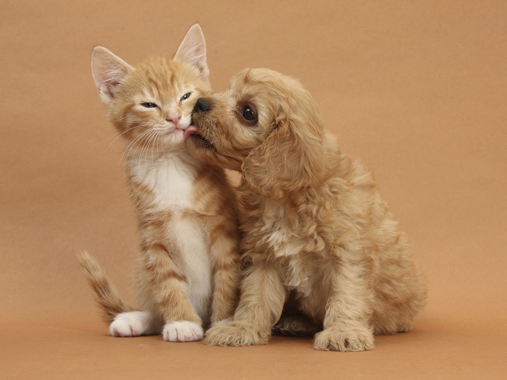 animals kitten puppy cat dog red background