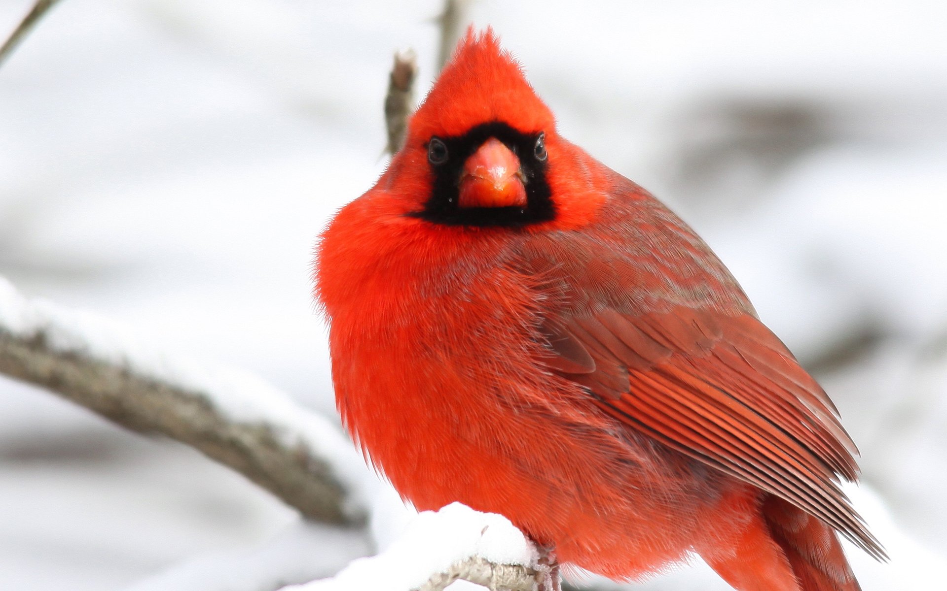 northern cardinal poultry red branches tree snow winter