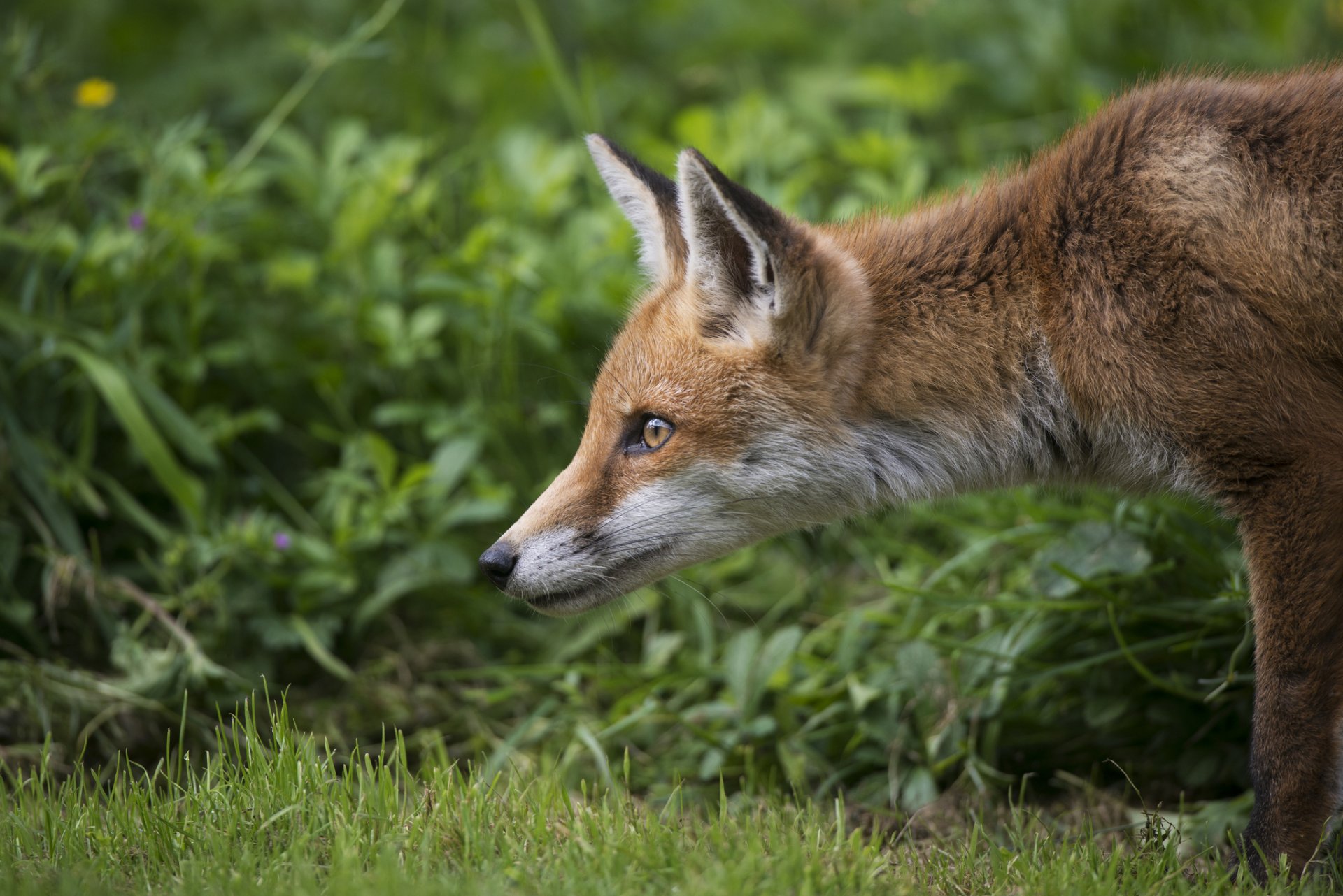 renard renard rouge museau oreilles verdure herbe