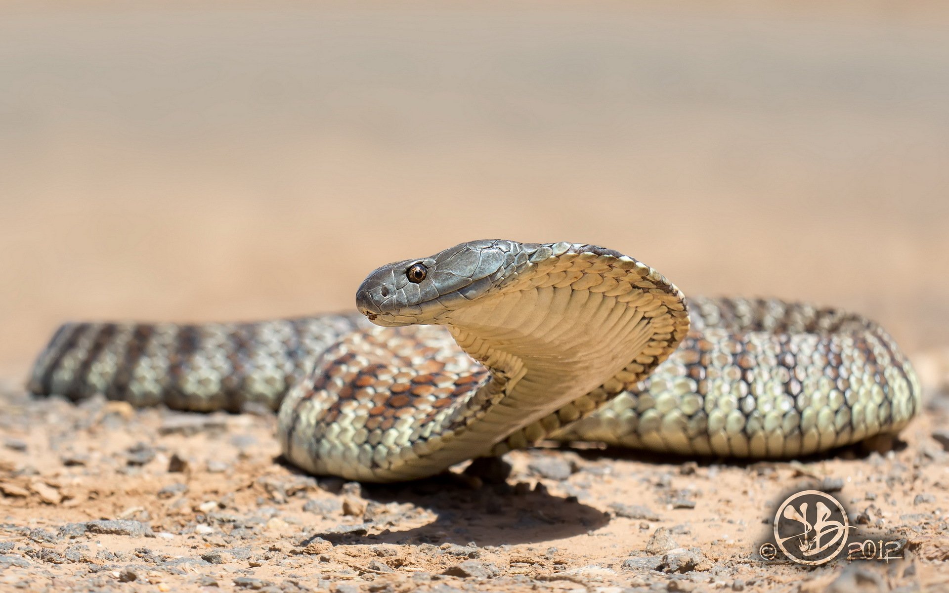 serpent nature fond