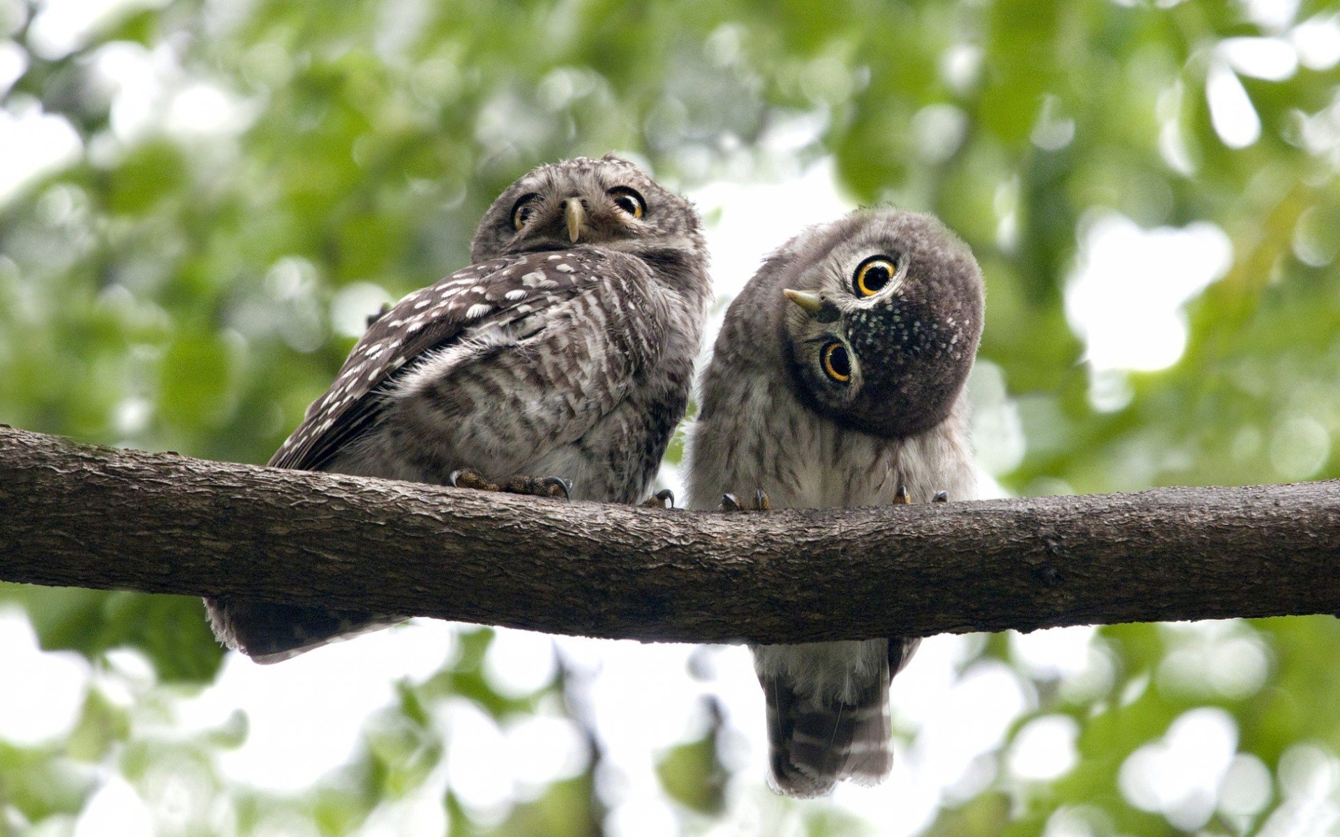 vögel eulen zweig augen