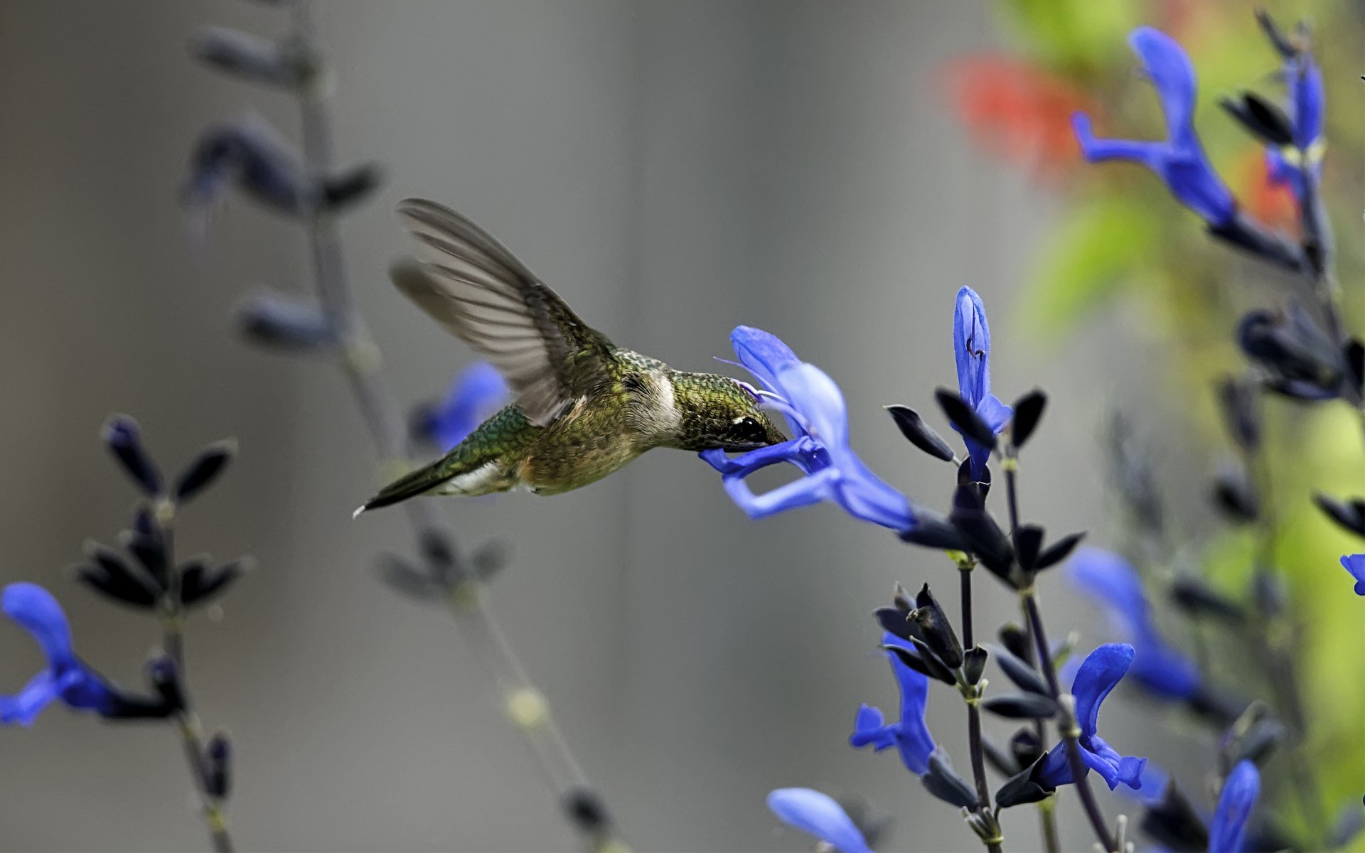 close up poultry hummingbird flower blue field