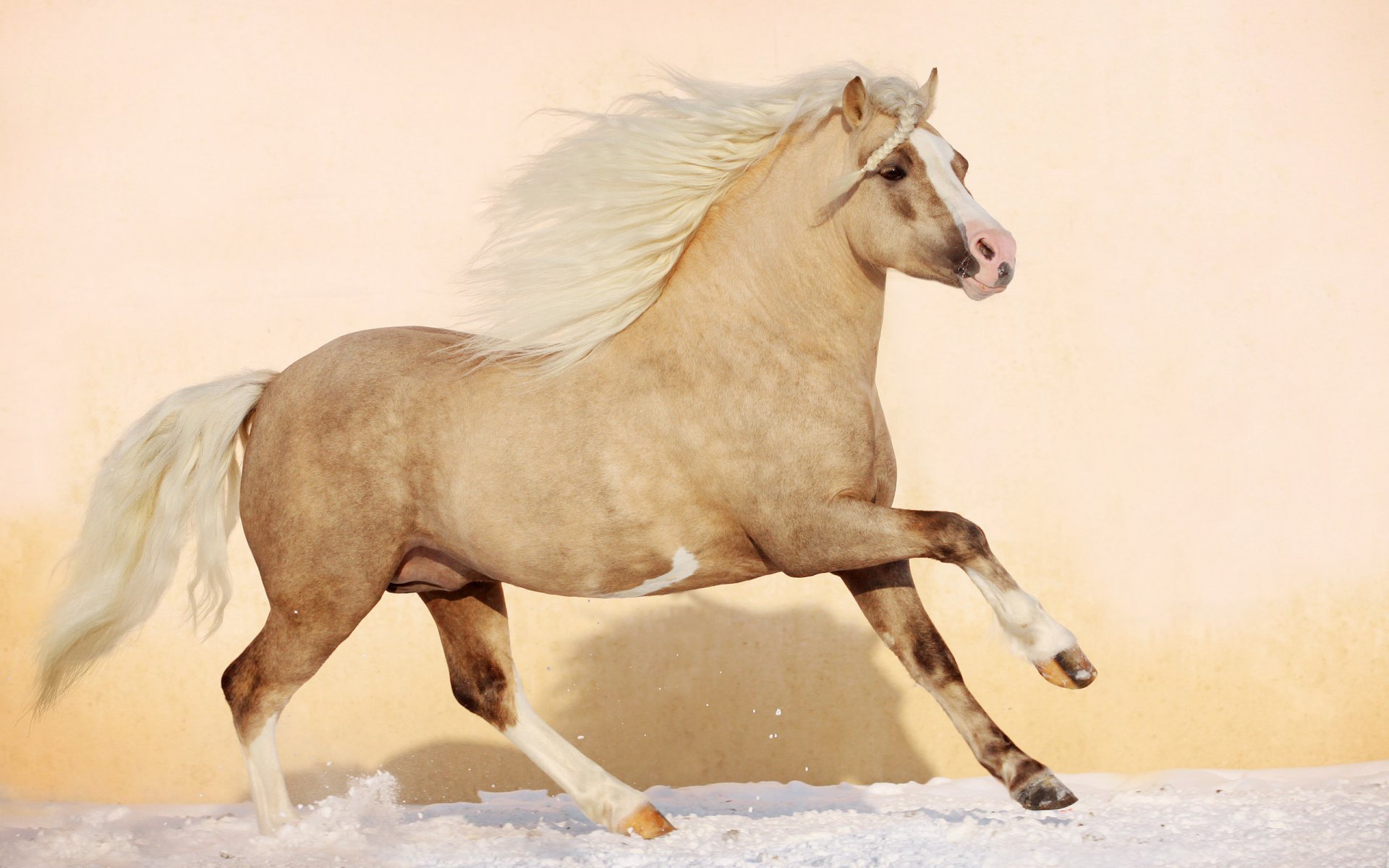 cheval cheval étalon poulain crinière animaux belle nature neige hiver