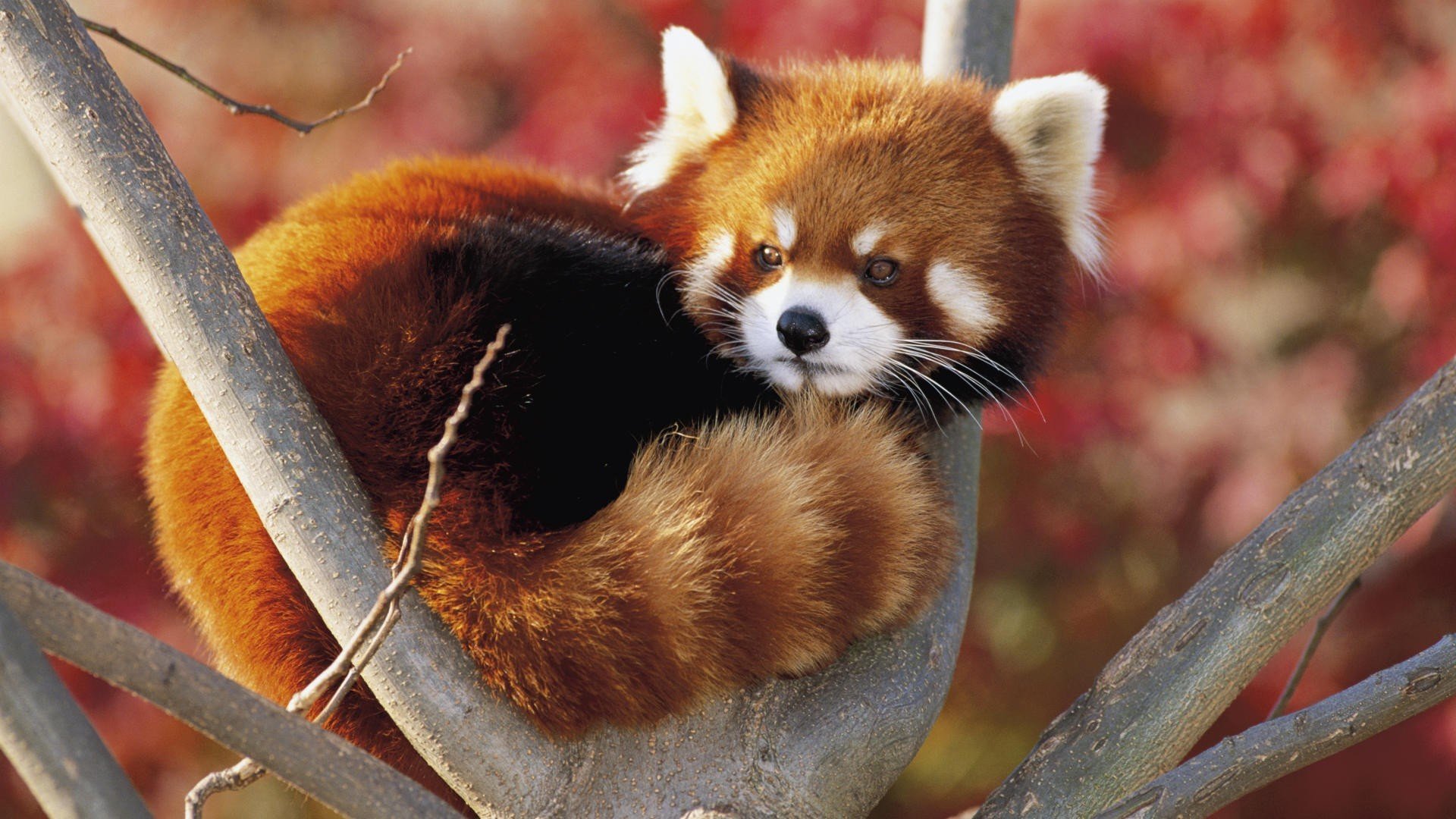 panda small red firefox