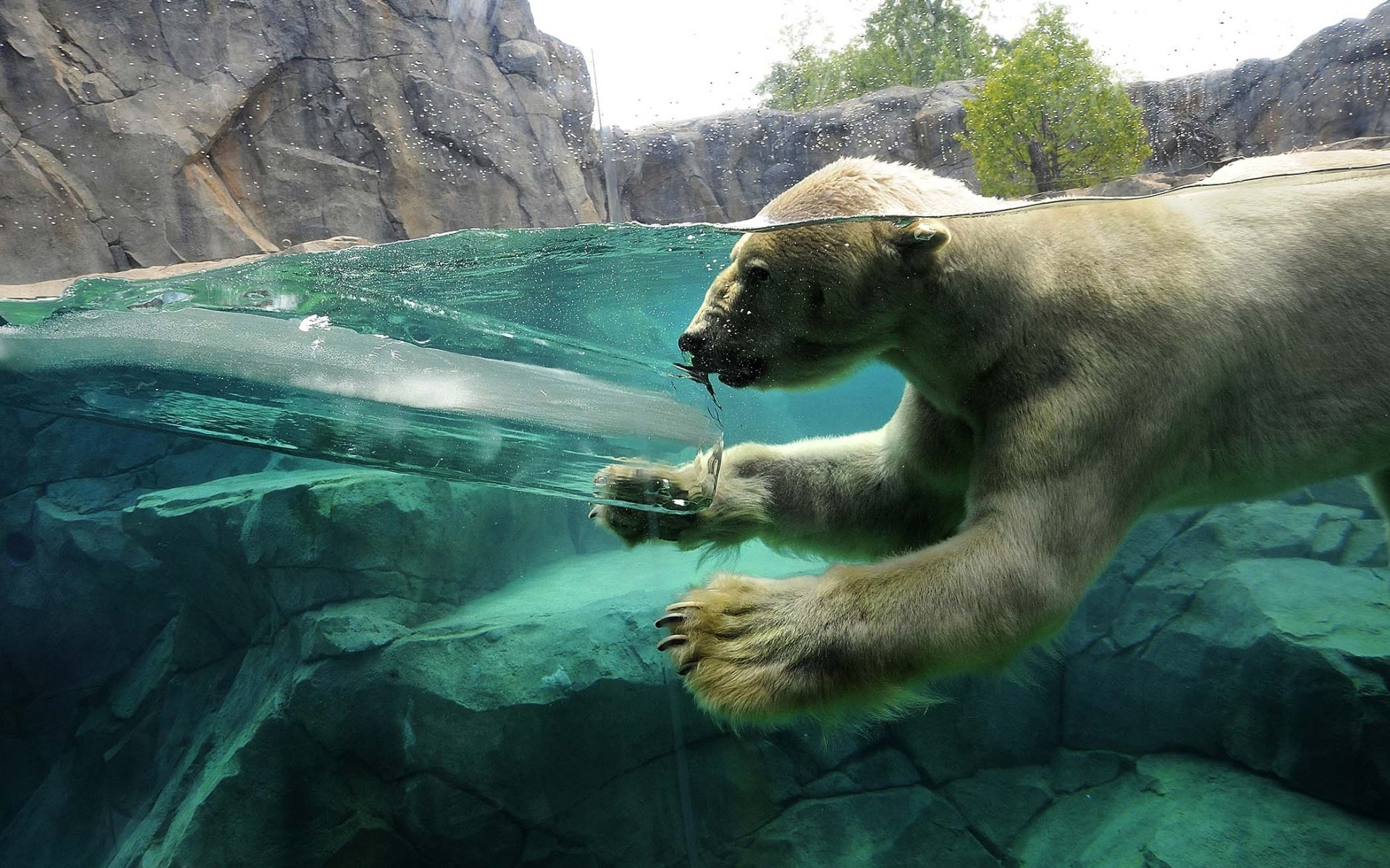 eisbär taucht wasser felsen