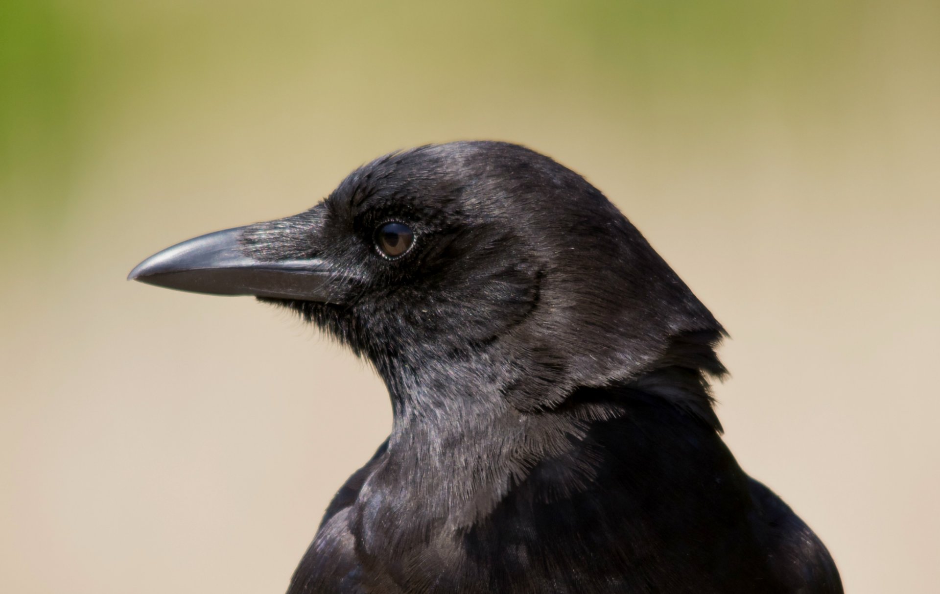 vogel rabe blick profil