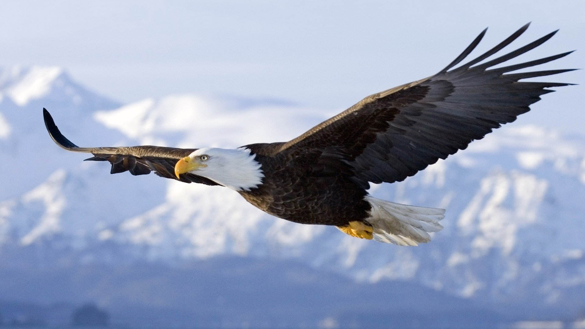 pájaro águila arte pica vuela cielo alas