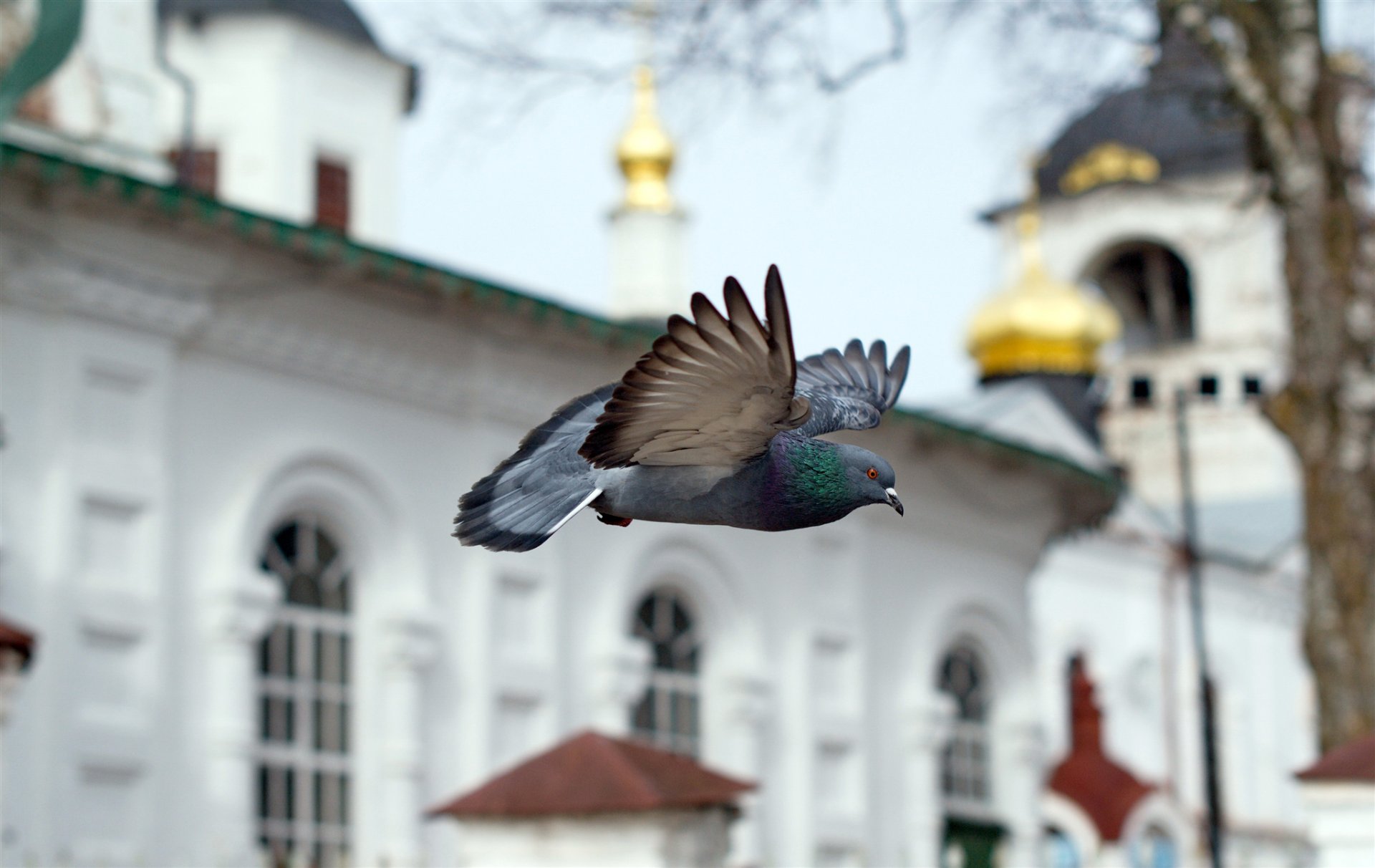 ptak gołąb świątynia kościół kaplica