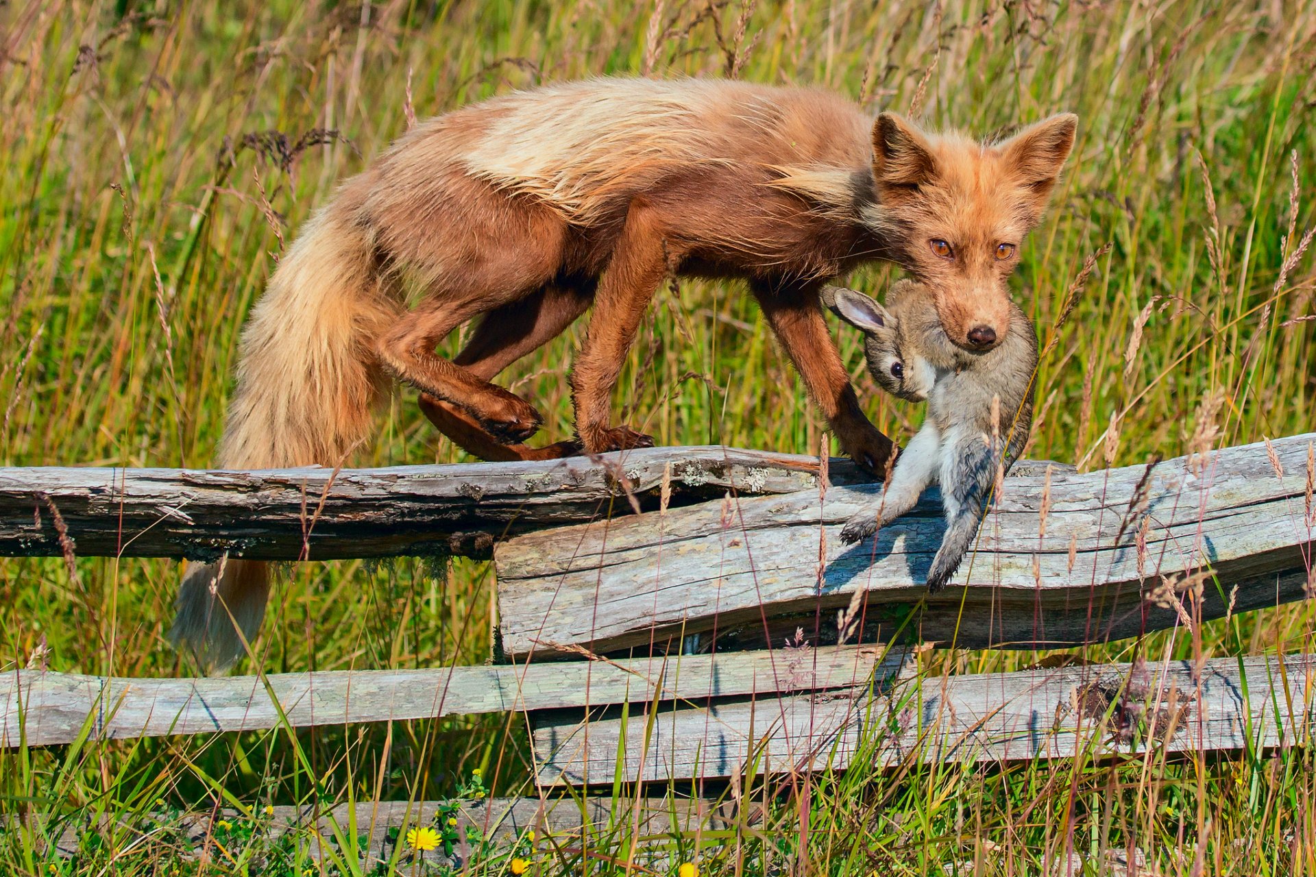 fox mining hare fence gra