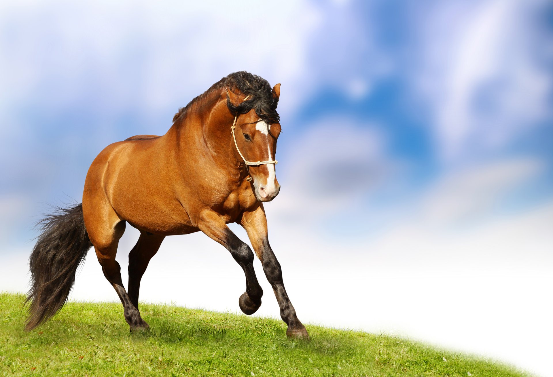 horse running grass cloud