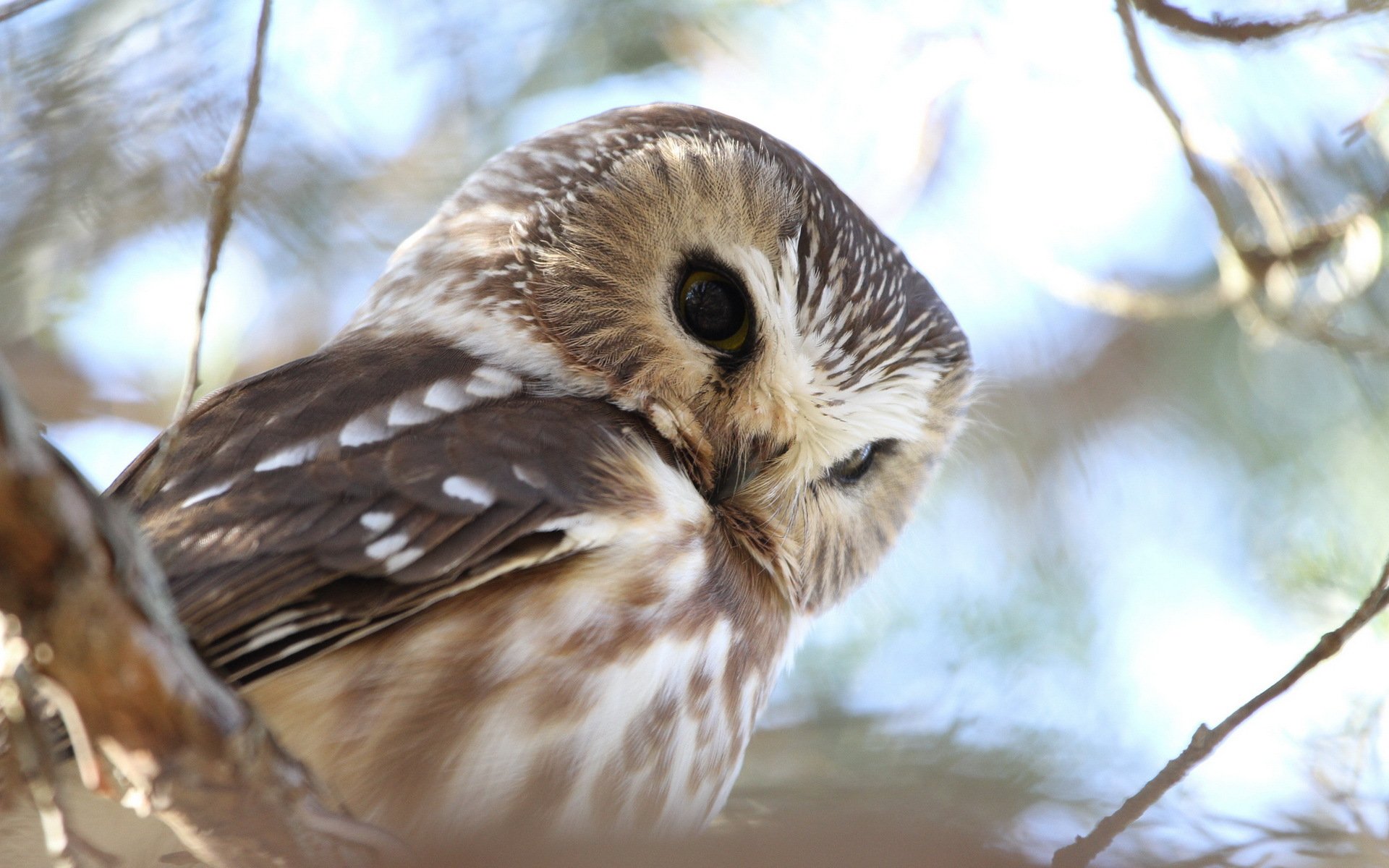 gufo natura sfondo