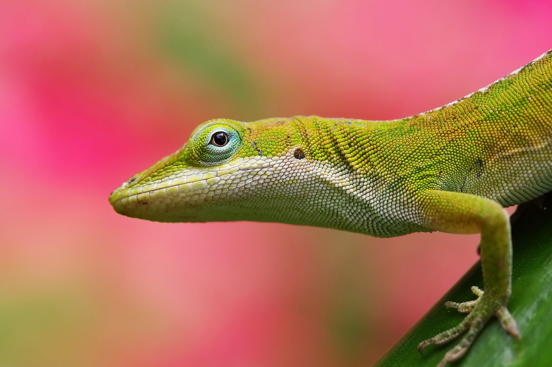 lézard fond rose vert