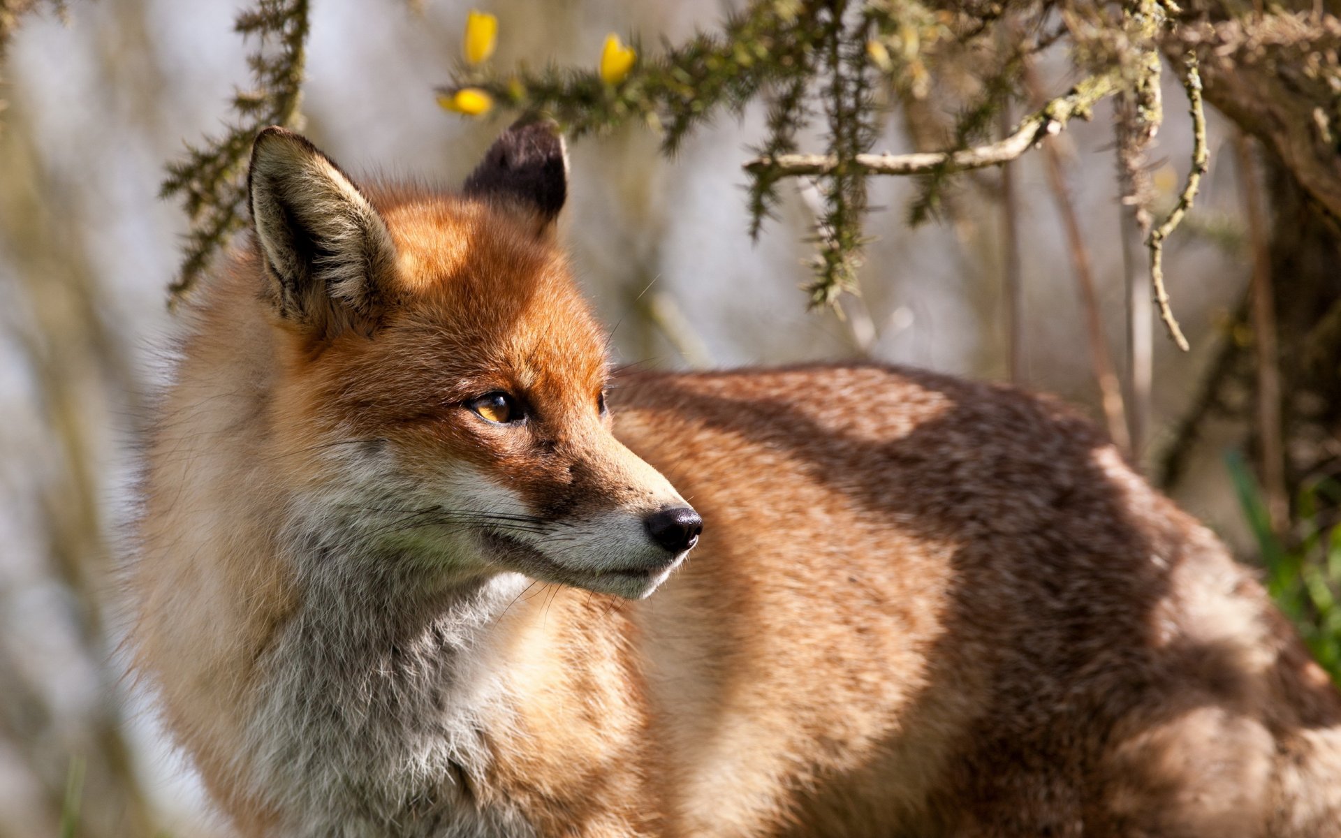 renard nature fond