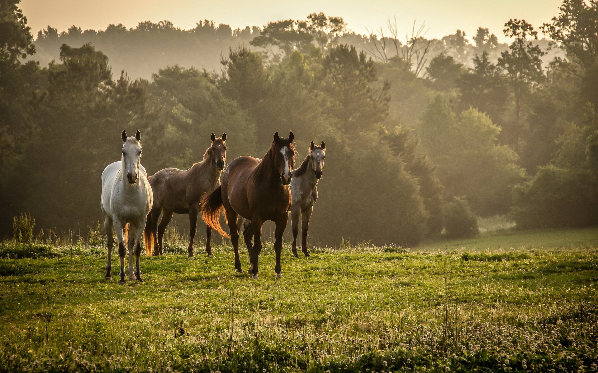 caballos campo naturaleza