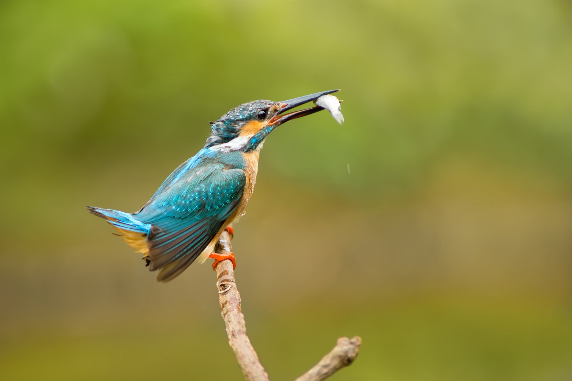 poultry common kingfisher alcedo atthis kingfisher catch fish branch