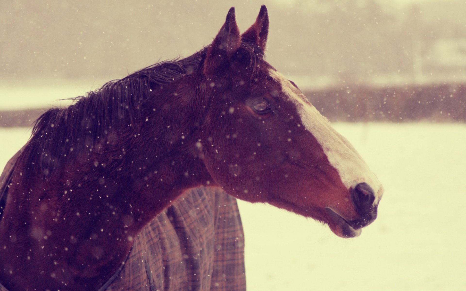 animaux cheval cheval museau neige hiver fond d écran