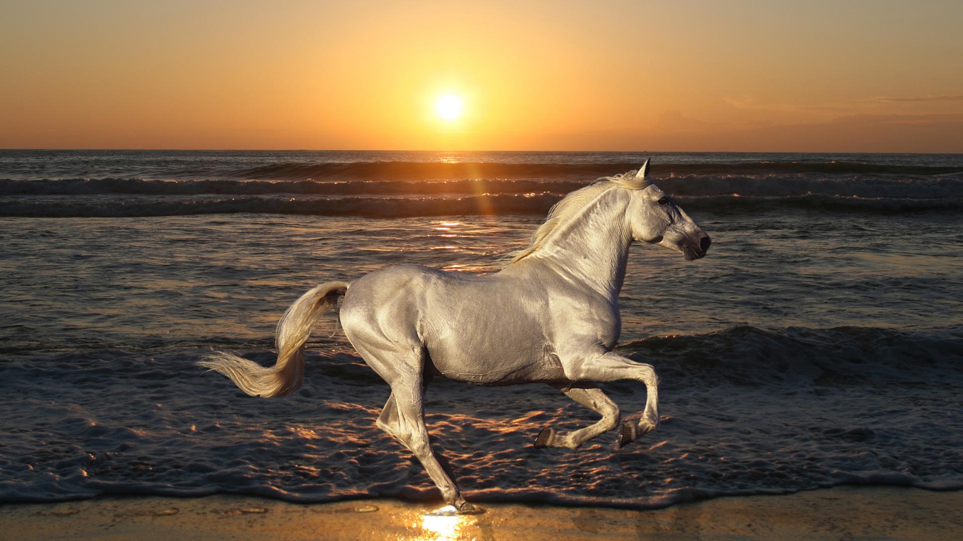 cheval cheval étalon saute nature animaux mer océan plage sable vague eau soleil coucher de soleil aube