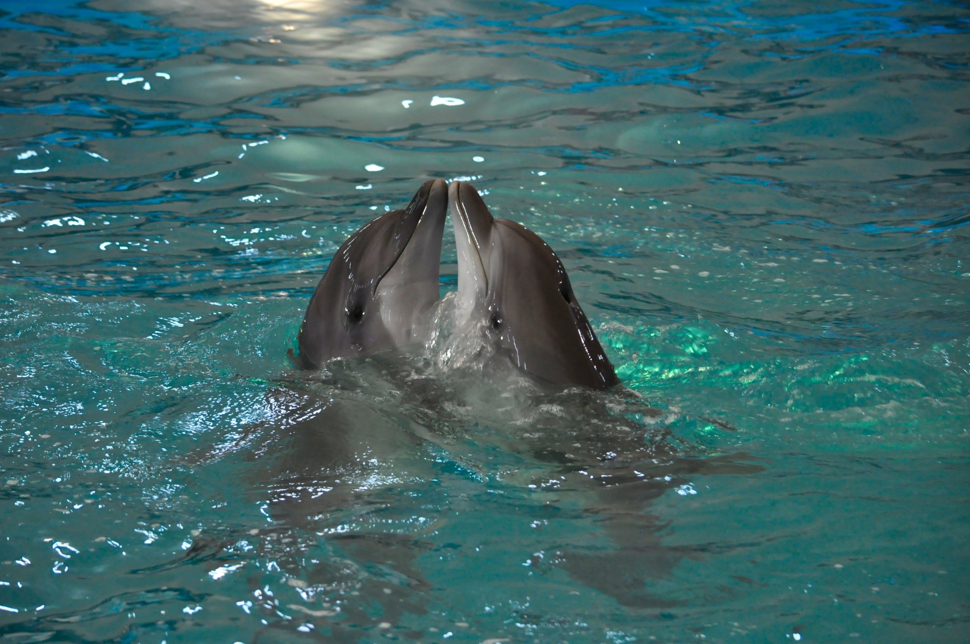 dauphins couple eau nature animaux