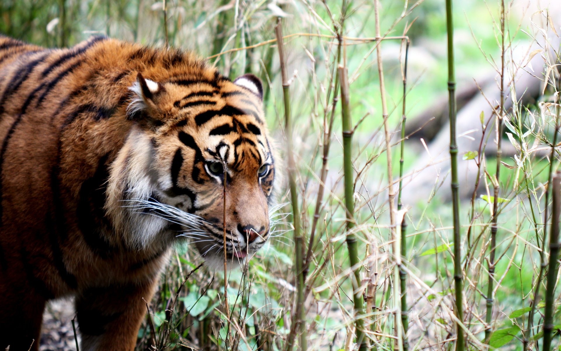 tigre nature fond