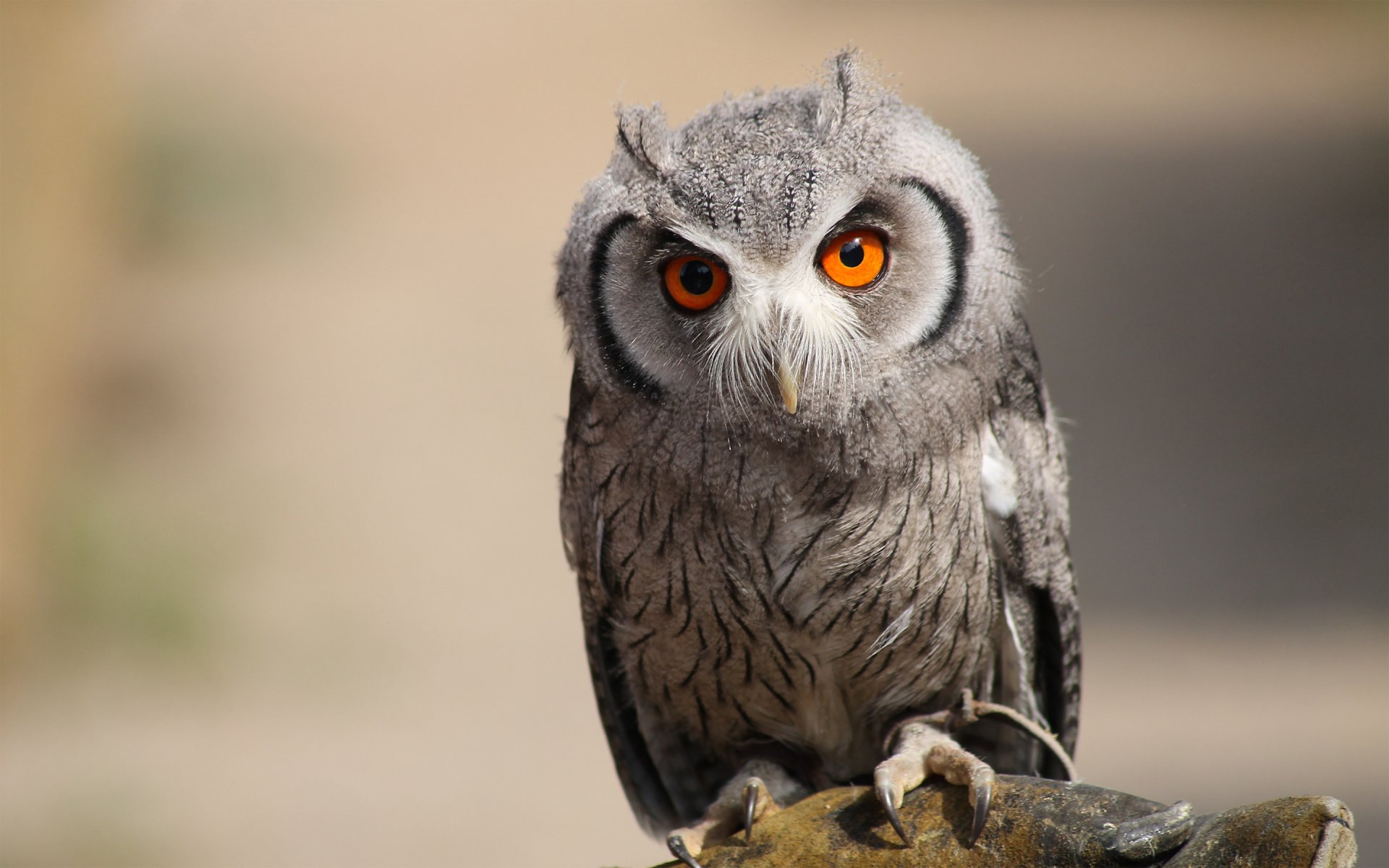 eule raubtier vogel