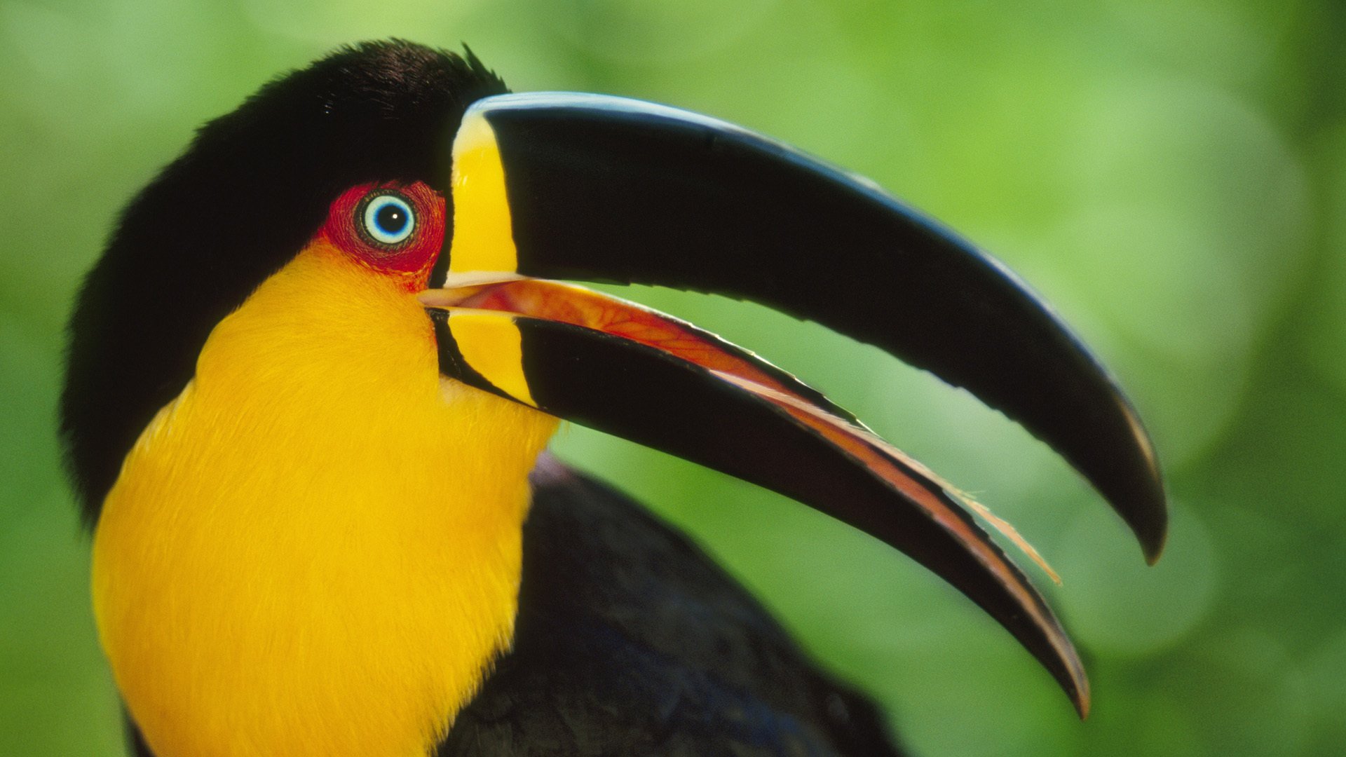 toucan poultry beak