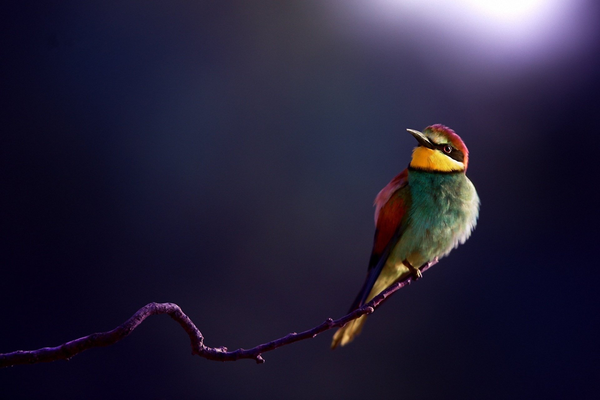 eater poultry branch close up background golden bee-eater