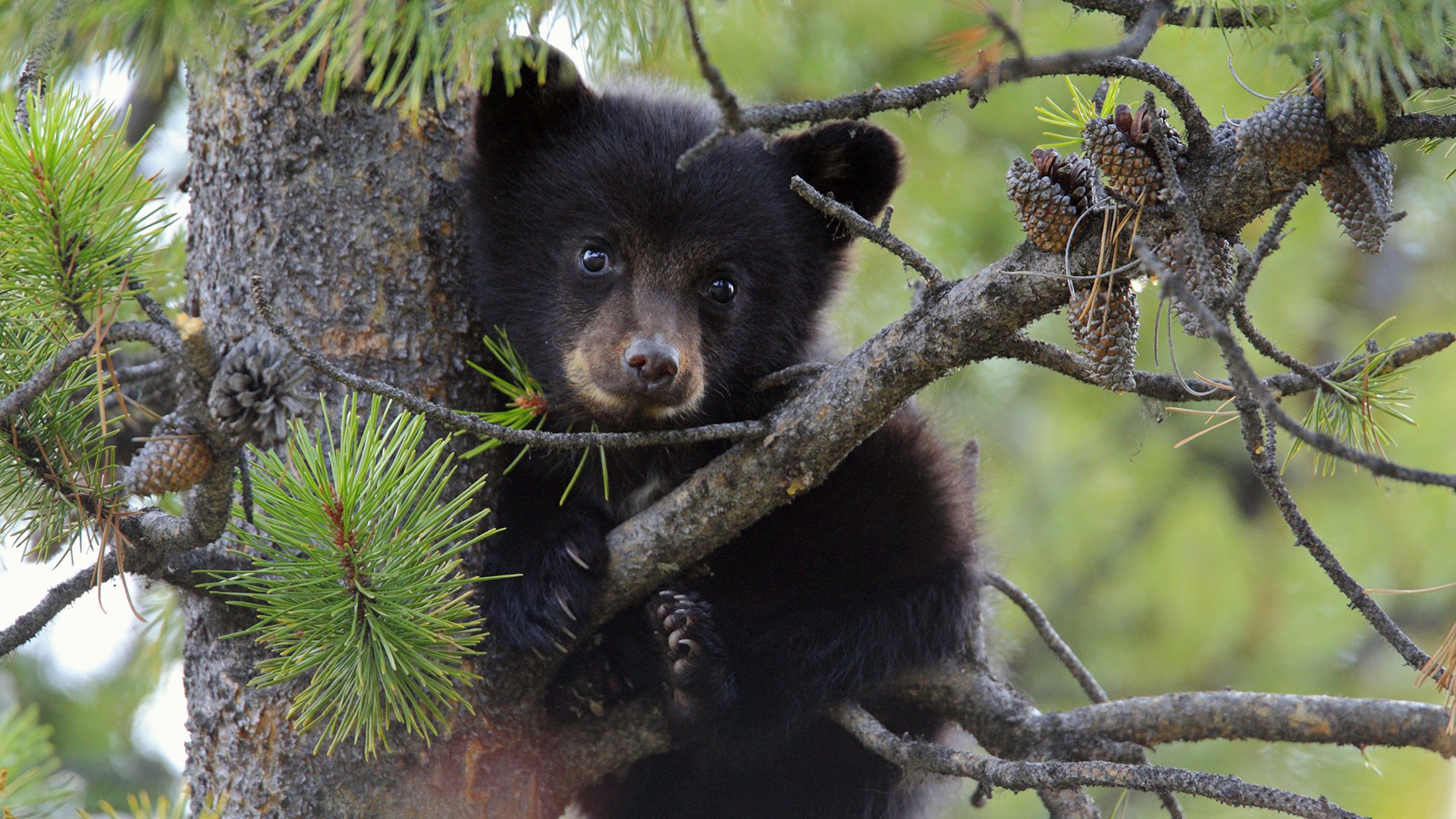 orso orsacchiotto albero pino coni