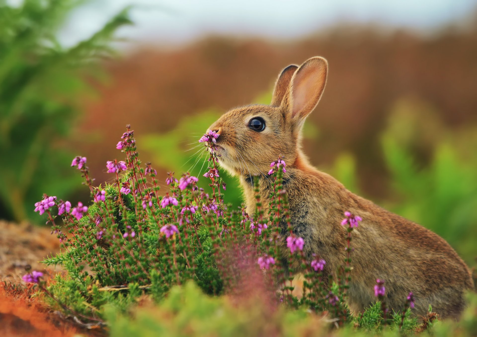 lapin lièvre herbe fleurs romarin