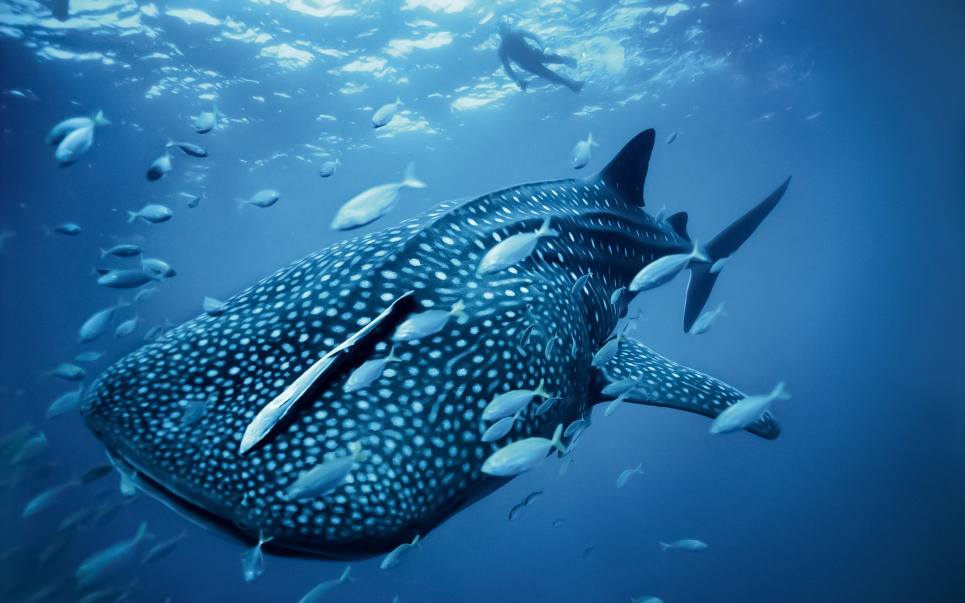 poisson mer océan baleine bleu