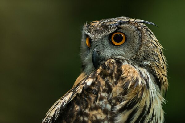 Hibou perplexe regarde derrière son dos