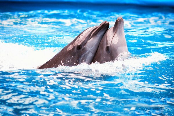 Delfines en el chorro en el delfinario de la piscina