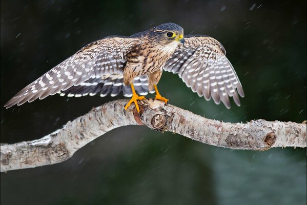 Winteranfang. Falke auf einem Ast